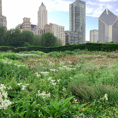 Gallery A4 : The Naturalistic Gardens of Piet Oudolf Field of Circular Life